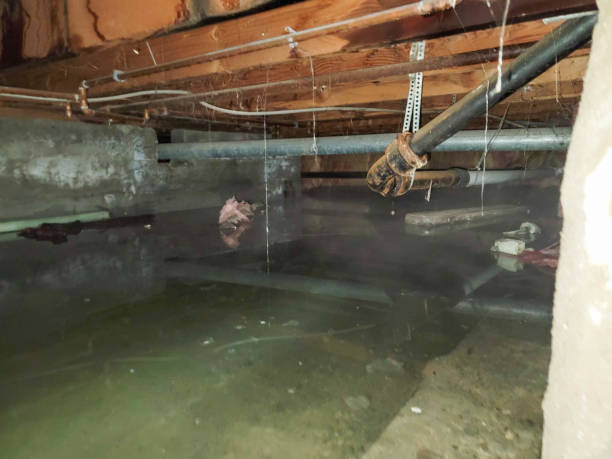 Best Carpet water damage restoration  in Buhl, ID