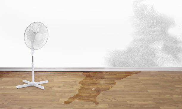 Best Water damage contractors near me  in Buhl, ID